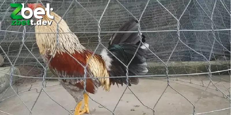 Cách nuôi gà đá phù hợp bằng cách chọn giống gà phù hợp