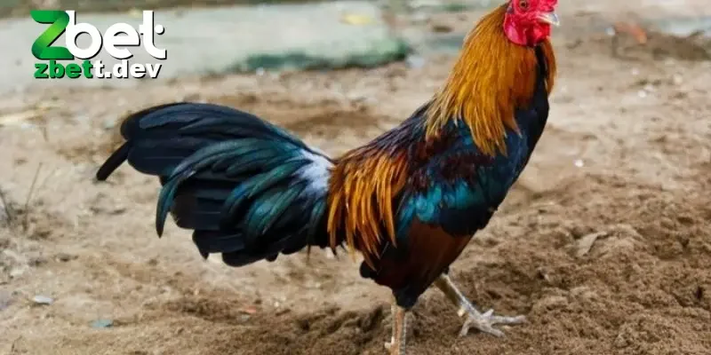 Chăm sóc sức khỏe cho gà đá theo chế độ phù hợp