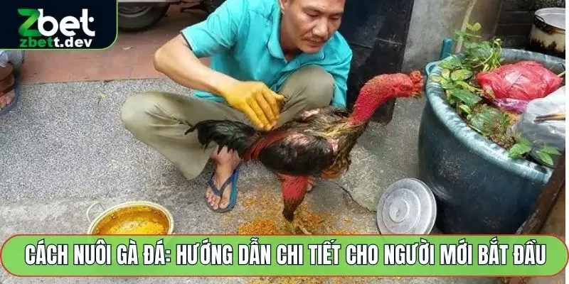 Cách nuôi gà đá