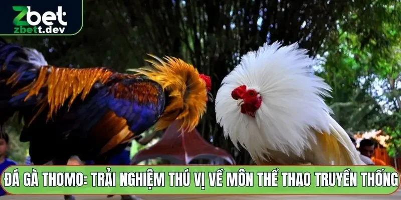 Đá gà thomo