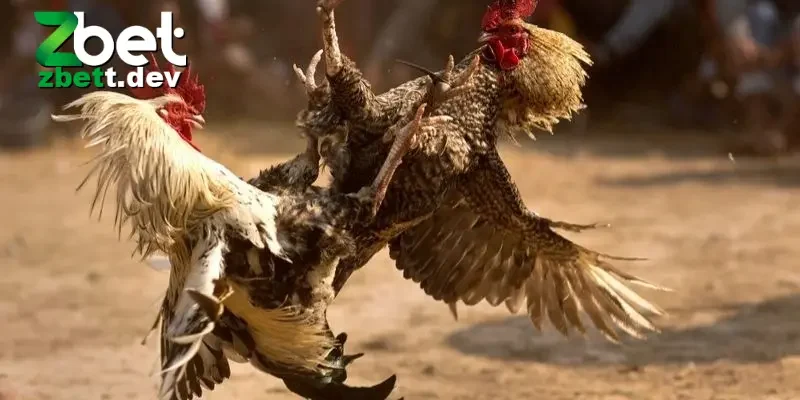 Hiểu rõ về khái niệm đá gà trực tiếp 24/7 trước khi chơi