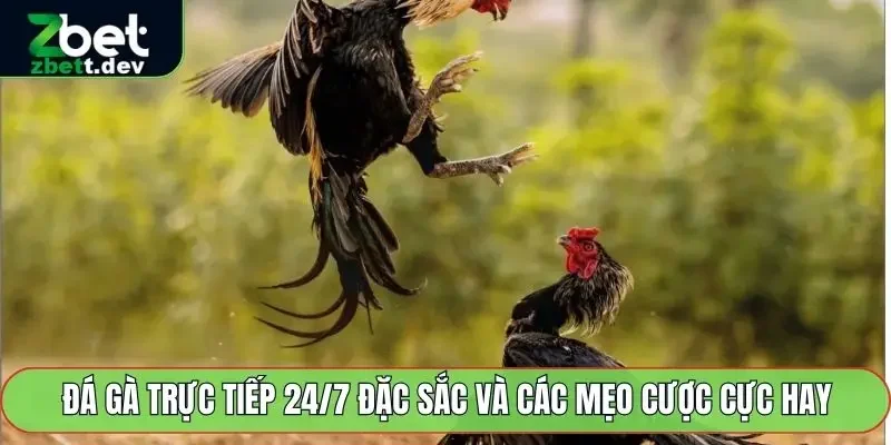 Đá Gà Trực Tiếp 24/7